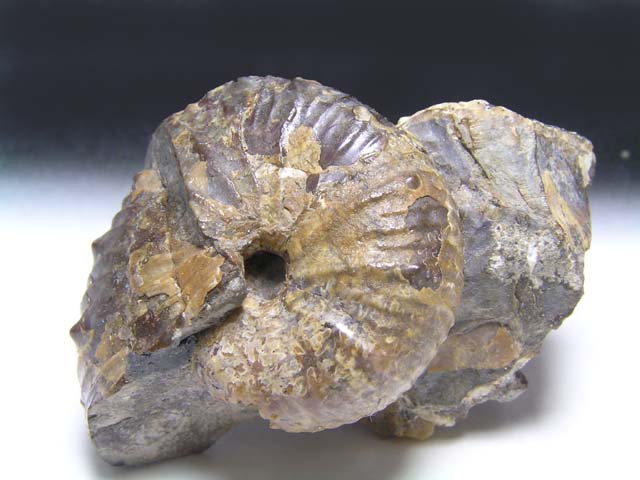 ammo040-1.jpg
